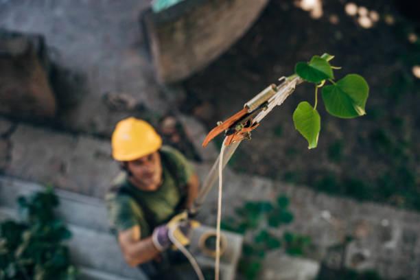 How Our Tree Care Process Works  in  Country Lake Estates, NJ